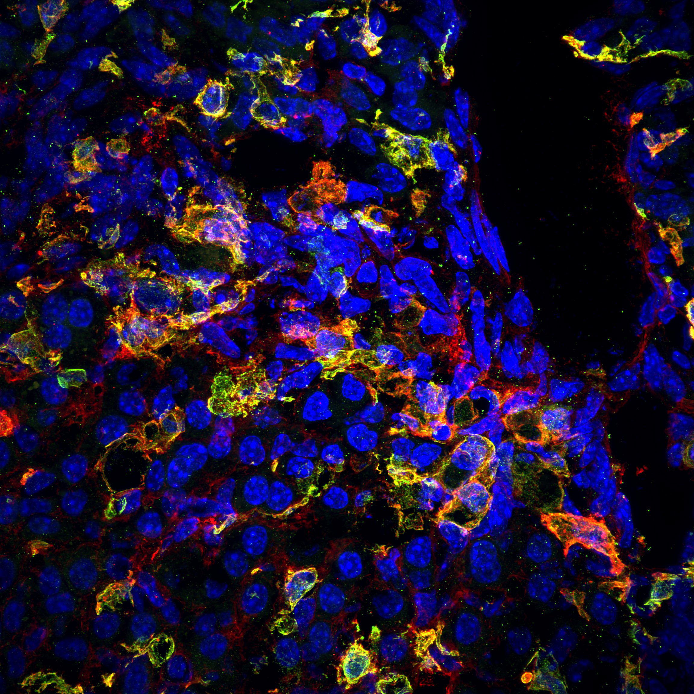 Cell signaling Research